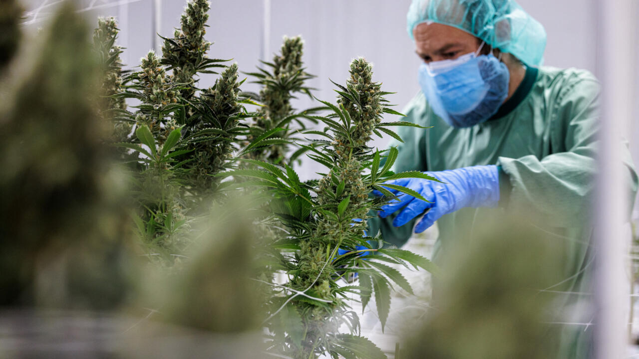 Plant Based Medicine & Why It's Taking The Country By Storm Here In Australia