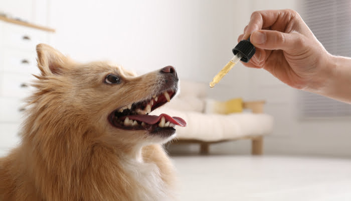 How Supplements Could Improve Your Pet's Diet and Way of Life?