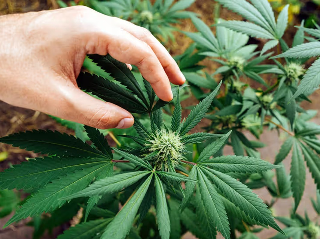 Which Type of CBD Is Right for You?